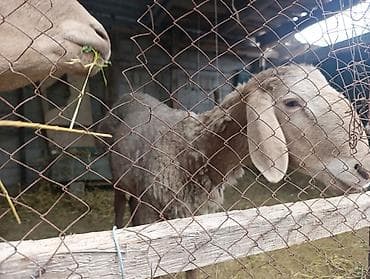 кошки домашние: Продаю | Овца (самка) | Для разведения | Осеменитель — 4