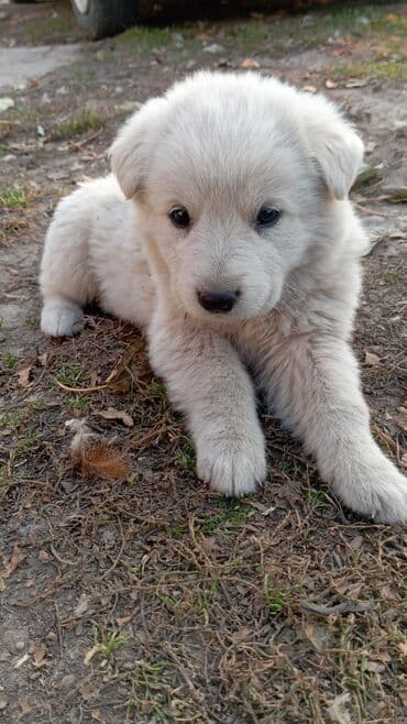 Вязка собак: Алабай, 1 месяц, Самка, С прививкой — 1