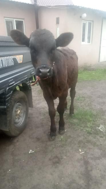 куплю корову: Продаю | Бык (самец) | На откорм | Привязанные — 5