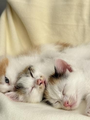 котят бесплатно: Ищем дом котяткам🥰 Возраст 1,5 месяца (3 июля родились) К лотку — 3