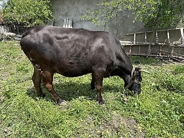 ласка домашняя купить: Продаю | Бык (самец) | На откорм | Привязанные — 5