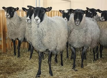 Продаю | Овца (самка), Ягненок, Баран (самец) | Гиссарская, Долан, Арашан | На забой, Для разведения, Для шерсти | Племенные, Котные, Осеменитель