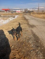 купить той терьера в бишкеке: Ягдтерьер, 1 год, Самка, С прививкой — 2