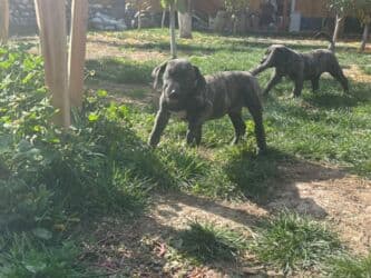 кане корсо купить щенка: Щенки Presa kanario - Очаровательные щенки с тигровым и однотонным — 5