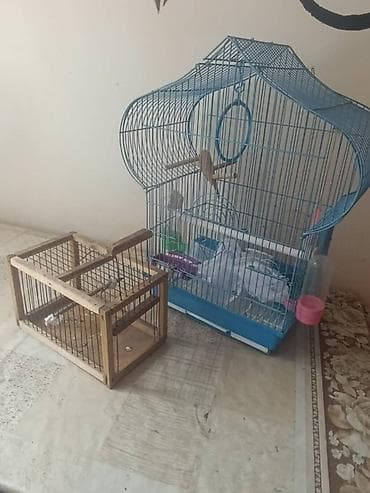 сколько стоит животное: Продается клетка для попугаев 700с Переноска-150с Корм-200с Минералы — 2