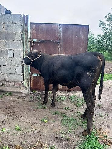 конный завод продажа лошадей: Продаю | Бык (самец) | На откорм | Привязанные — 6