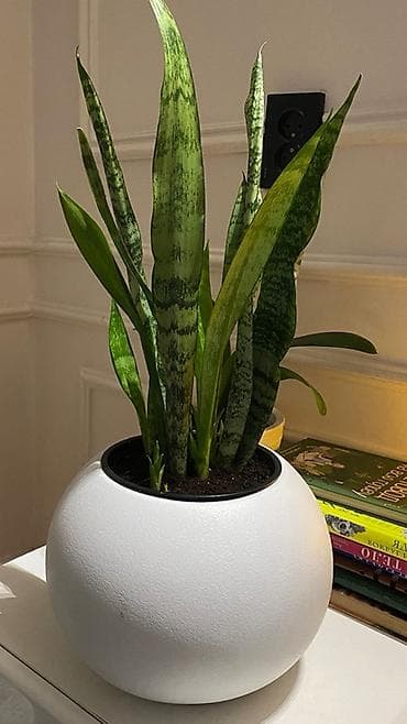 Домашнее/ офисное растение Сансевиерия (Sansevieria, «щучий хвост») в
