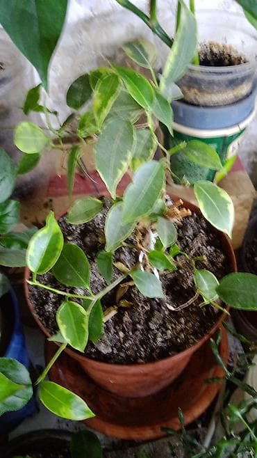 гиппеаструм: Комнатные растения — коллекция из нескольких видов )гипеаструм-500с — 6