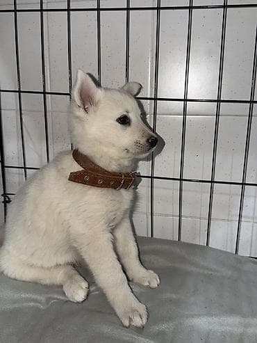 щенки бельгийской овчарки: Бельгийская овчарка, 3 месяца, Самка — 3