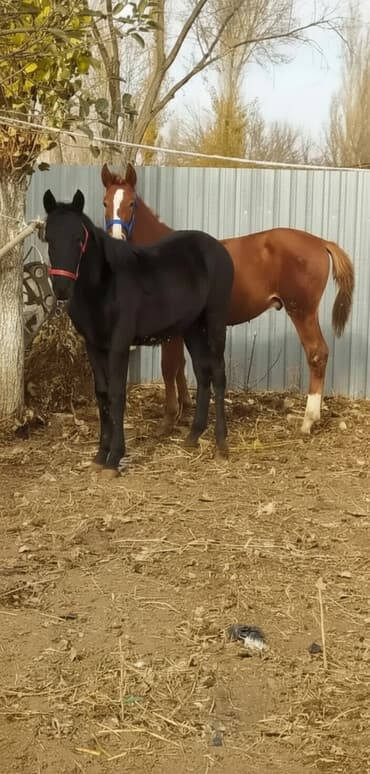 дойная корова: Продаю | Жеребенок | Для разведения, Рабочий — 5