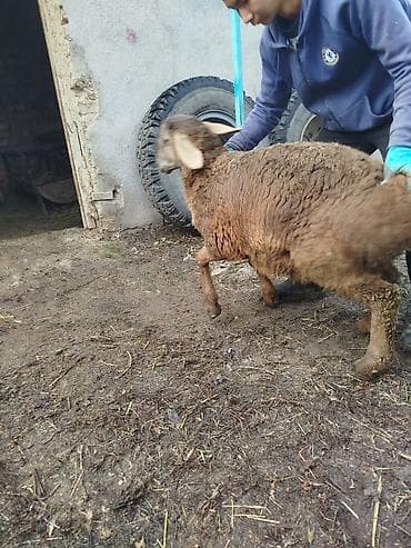 лабрадор голден ретривер купить: Продаю | Ягненок, Баран (самец) | Арашан | Для разведения — 3