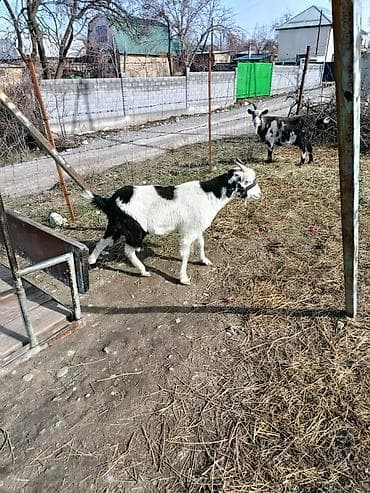 шотландская прямоухая цена: Продаю | Коза (самка) | Нубийская — 6