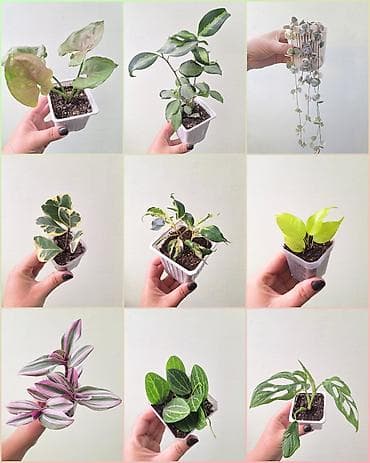 🌿 Комнатные цветы (укоренённые черенки/молодые растения/взрослые
