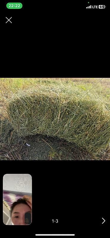 силос жалал абад: Беде чоп сатылат 1кос 1600шт село Кок Жар с поля 270с — 1