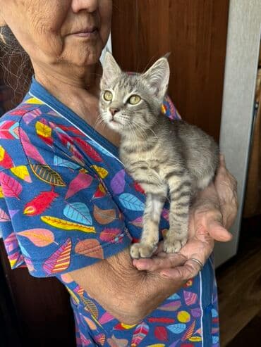 купить немецкую овчарку в бишкеке: Беспородная, 4 месяца, Мальчик, Серый, Метис, Приучена к лотку, Проглистована — 1