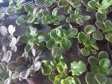 укорененные листики фиалок: Продаю детки (100-150 с), свежесрезанный лист (40 с) и взрослые — 10