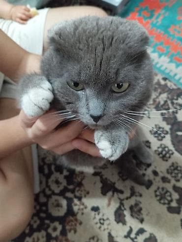 скоттиш фолд кот: Скотиш Фолд (Шотландская вислоухая), 1 год, Мальчик, Серый, Приучена к лотку — 4