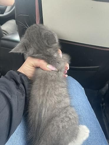 Котята Описание: - Милые короткошёрстные котята, окрасы: - — 3