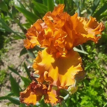 токмок тумба: Ирисы 100сом — 1