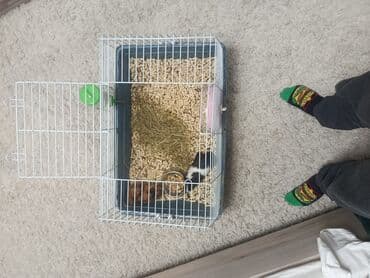 Кошки: Морские свинки с клеткой и аксессуарами - Две морские свинки: одна — 15