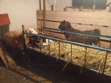 продаю кролики: Продаю | Овца (самка) | На забой | Ярка — 4