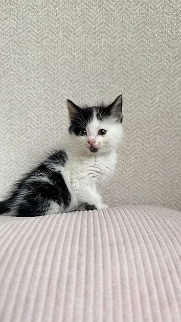 возьму кота: Беспородная, 2 месяца, Девочка, Биколор — 1