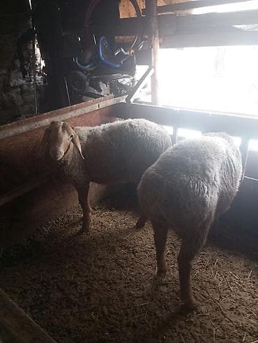 продаю баран буденовка: Продаю | Баран (самец) | Для разведения — 3