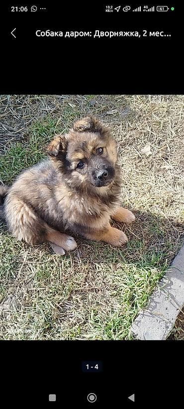 Работа за границей: Резюме: Кинолог-специалист (Азамат) Имя: Азамат Специализация — 2