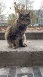 дом кошка: Девочка, Кастрирована — 5