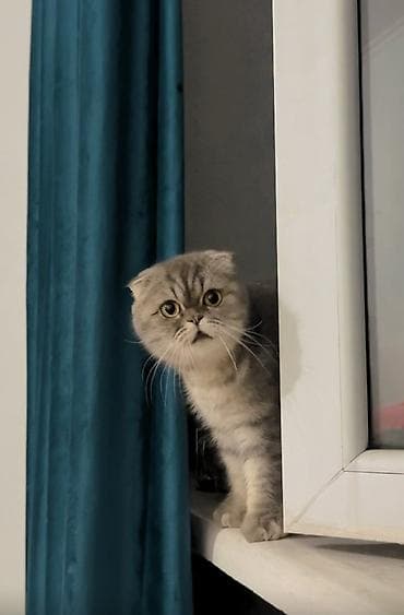Шотландская вислоухая кошка (Scottish Fold) Пол: Женский Возраст: 10 — 1