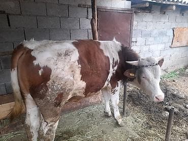 Продаю | Бык (самец) | Симментальская | На откорм