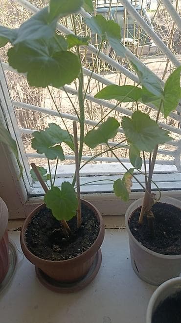 домашние растение: Элегантное домашнее растение с длинными побегами и глянцевыми зелеными — 9