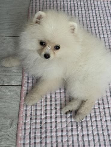 шпицы цена: Щенок померанского шпица, белый окрас. - Тип: миниатюрная — 3