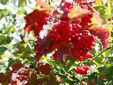 Коммерциялык мүлк: Дача, 33 м², 2 бөлмө, Менчик ээси, Эски ремонт — 6