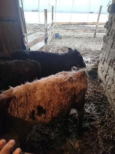 Услуги ветеринара: Продаю | Музоо, торпок | Полукровка | На откорм — 2