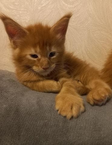 купить кота абиссинца: 🐾🐈Предлагаются к ранней брони очаровательные котята мейн-кун — 8
