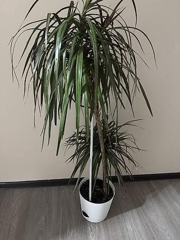 Драцена маргината (дерево дракона) в декоративном пластиковом горшке