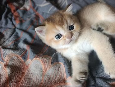 Скотиш Страйт (Шотландская прямоухая), 1 месяц, Мальчик, Золотая шиншилла, Приучена к лотку