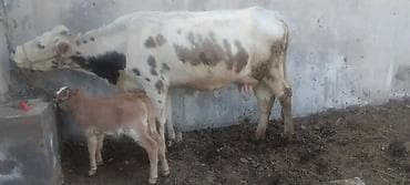 Продаю | Корова (самка) | Для молока | После отела