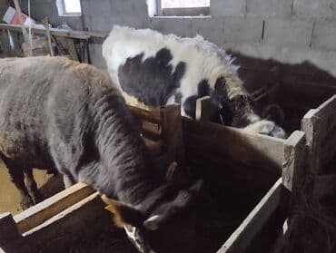 продажа домашних животных: Продаю | Бык (самец) — 2