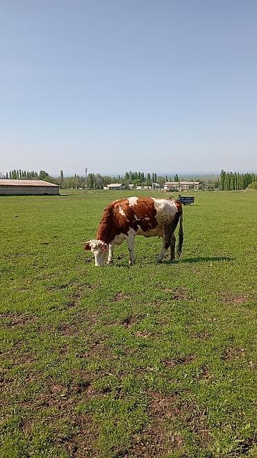 сом рыба: Продаю | Корова (самка) | Для молока | После отела — 1