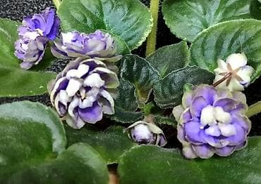 Бөлмө өсүмдүктөрү: Продаю деткистартеры взрослые цветущие фиалки 🌺🌿🌺. Нахожусь в — 8