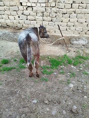 морской свинка: Продаю | Бык (самец) | Бельгийская | На откорм | Привязанные — 9