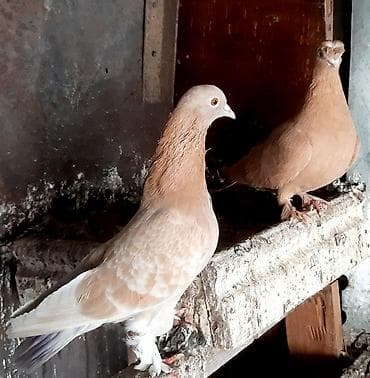 Пара 1000 сом. Голуб играет at lalafo.kg Пара 1000 сом. Голуб играет