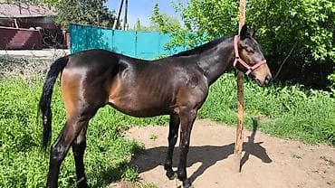 Продаю | Жеребенок | Конный спорт | Племенные