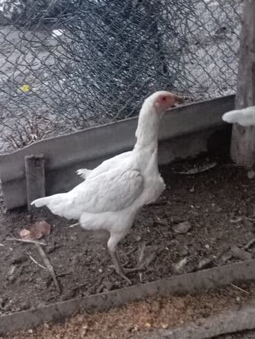 дома на продажу в бишкеке: Курочка 5 месяц — 1