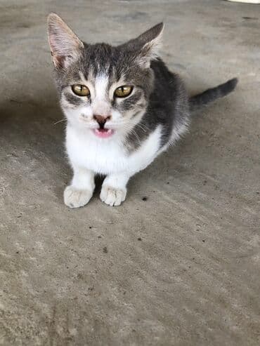 коты бишкек: Здравствуйте отдам даром кота и кошек им примерно 4месяцев третей — 1