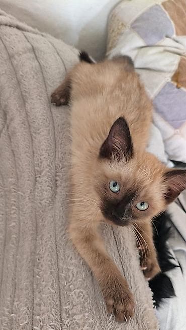 котята норвежской лесной кошки: ПРИЮТ КОТЯТА КОШКИ Возраст примерно 1,5-2месяца — уже самостоятельно — 9