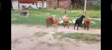 ярочки: Продаю | Ягненок | Для разведения | Ярка — 4