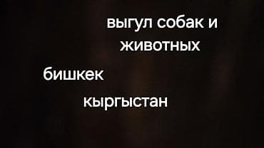 Выгуливание собак и других домашних животных — Бишкек, Кыргызстан. - at lalafo.kg Выгуливание собак и других домашних животных — Бишкек, Кыргызстан. -
